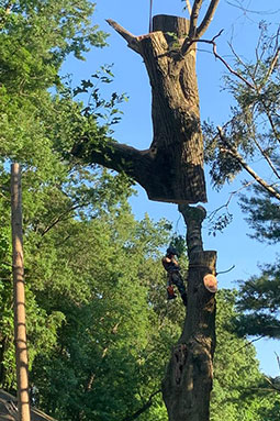 tree removal Sussex County NJ